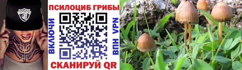 наркошоп  Бирюсинск  Псилоцибиновые грибы мухоморы 